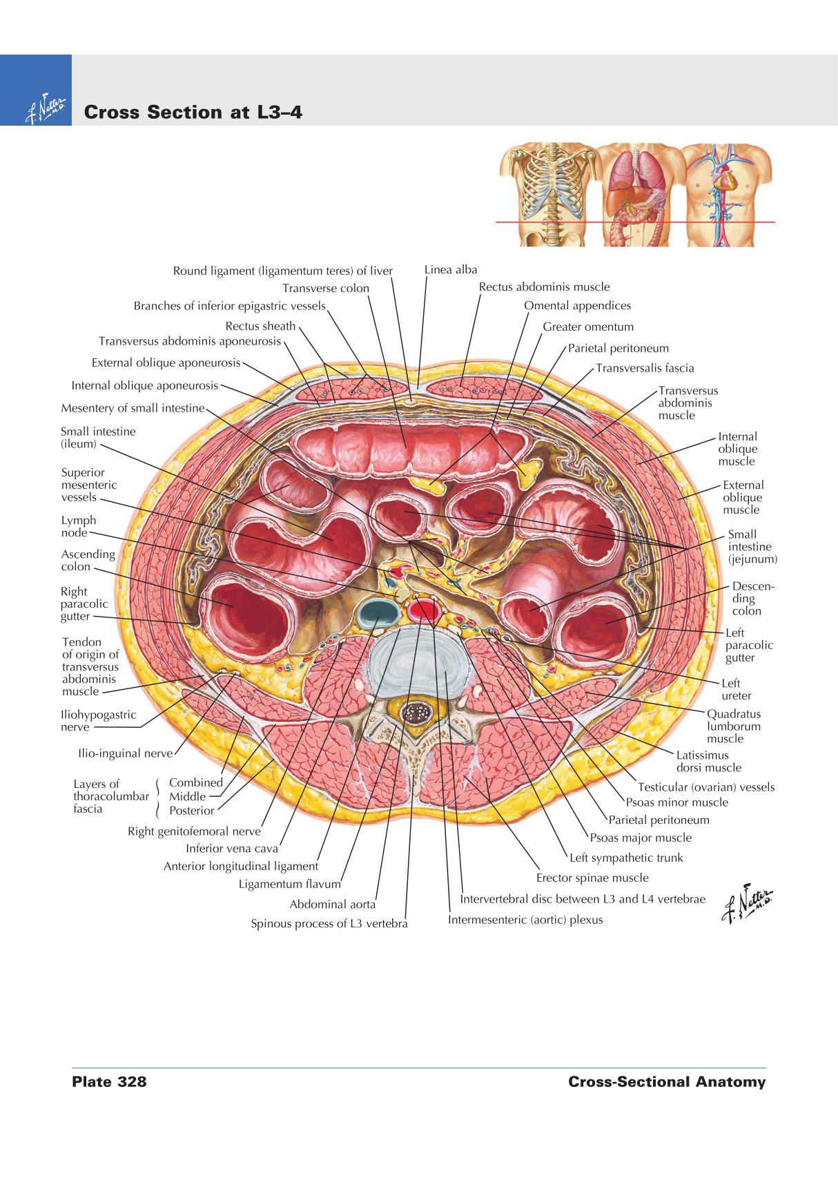 《奈特人体解剖学图谱》Netter's Atlas of Human Anatomy 6E Medical Textbook 5