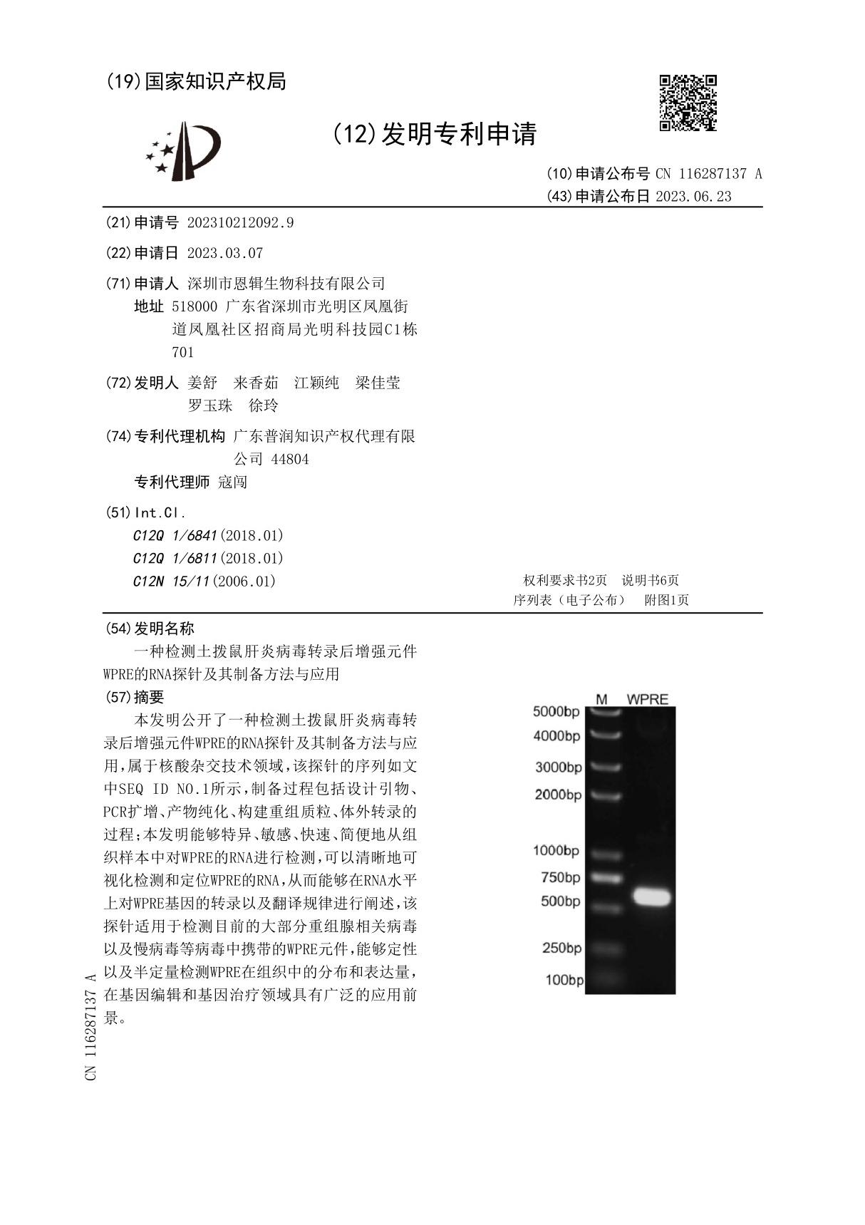 一种检测土拨鼠肝炎病毒转录后增强元件WPRE的RNA探针及其制备方法与应用