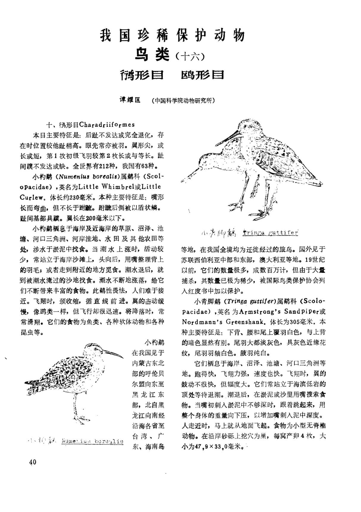 我国珍稀保护动物鸟类(十六)鸻形目 鸥形目