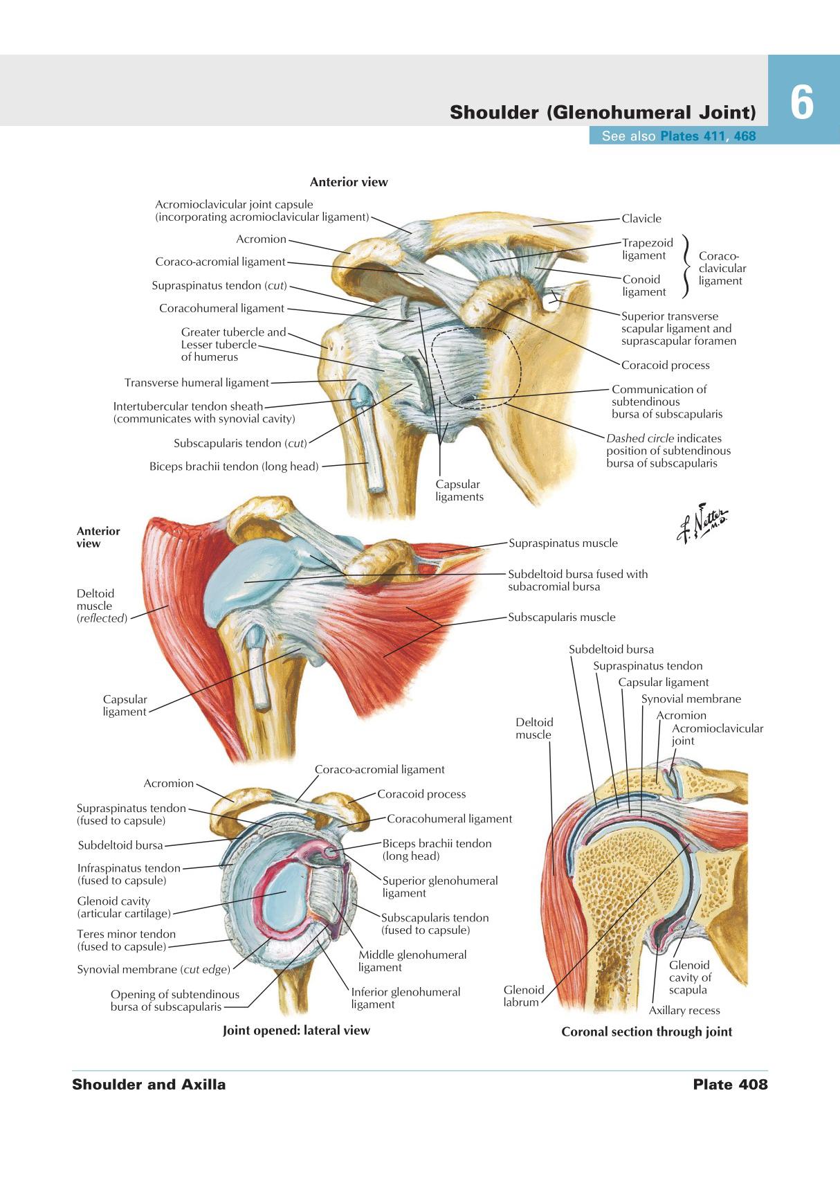 《奈特人体解剖学图谱》Netter's Atlas of Human Anatomy 6E Medical Textbook 6