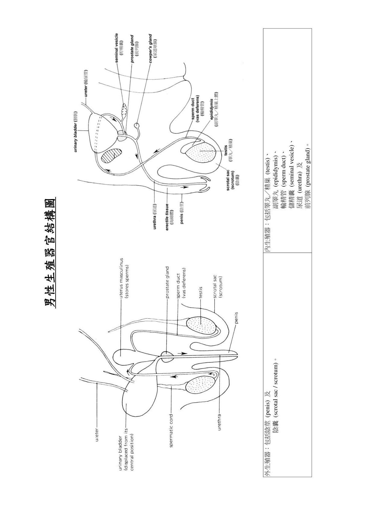 男性生殖器官结构图