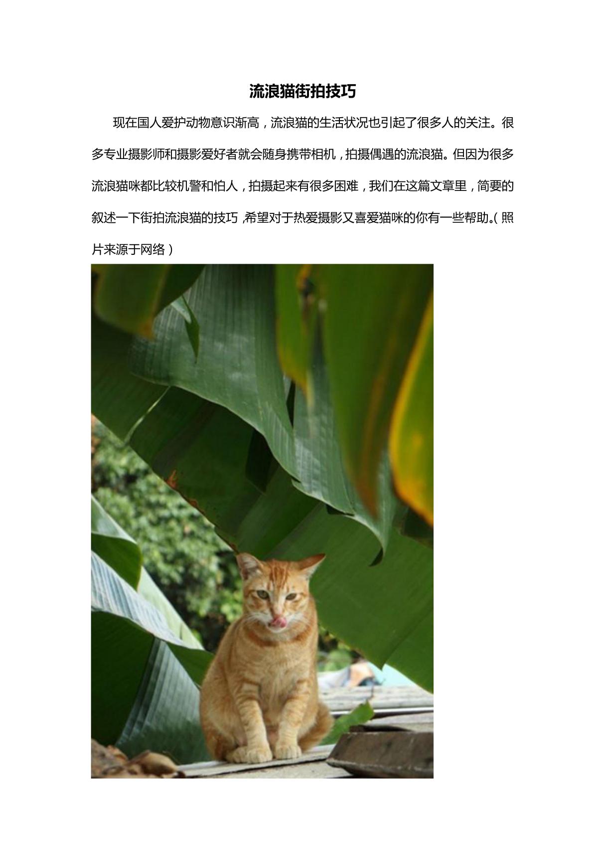 流浪猫咪街拍技巧