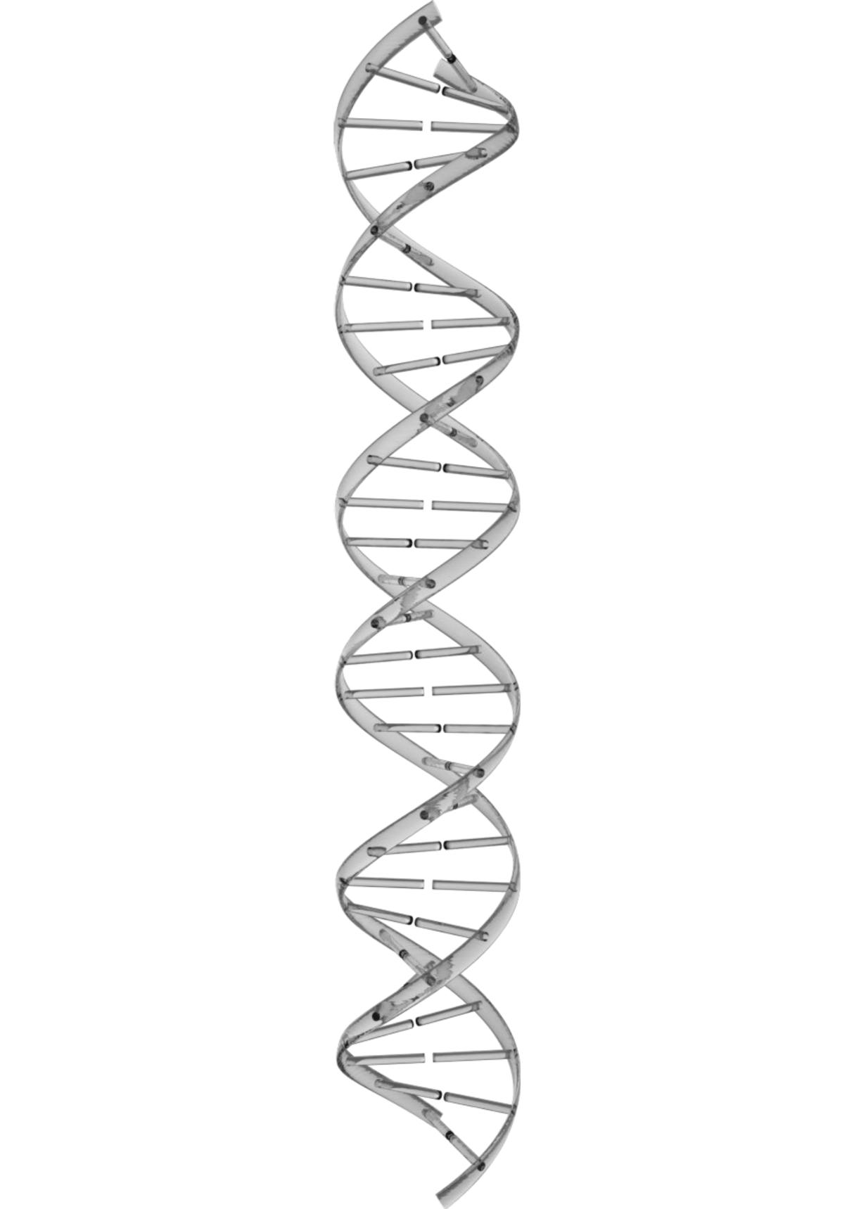 DNA双螺旋结构图高清插图 - DNA10