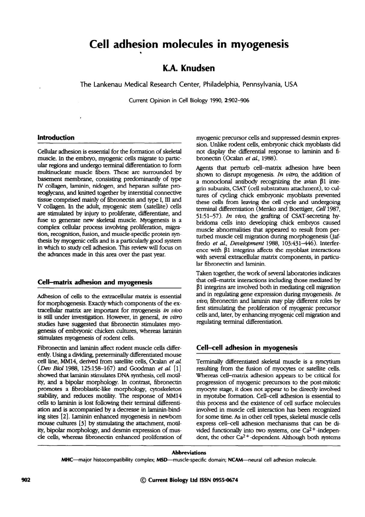 Cell adhesion molecules in myogenesis