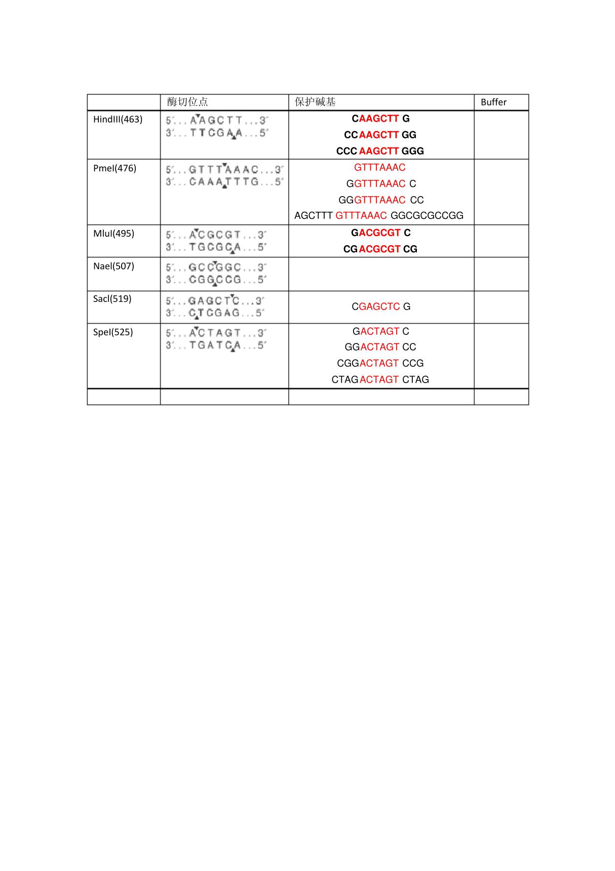 酶切位点及保护碱基
