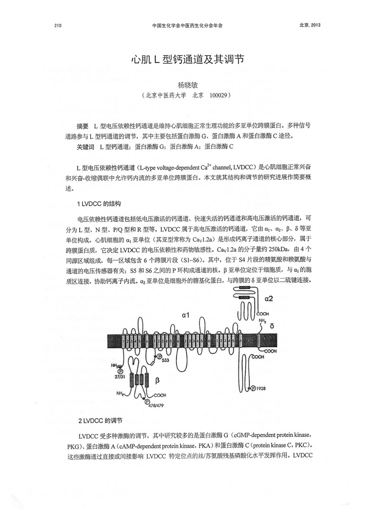 心肌L型钙通道及其调节