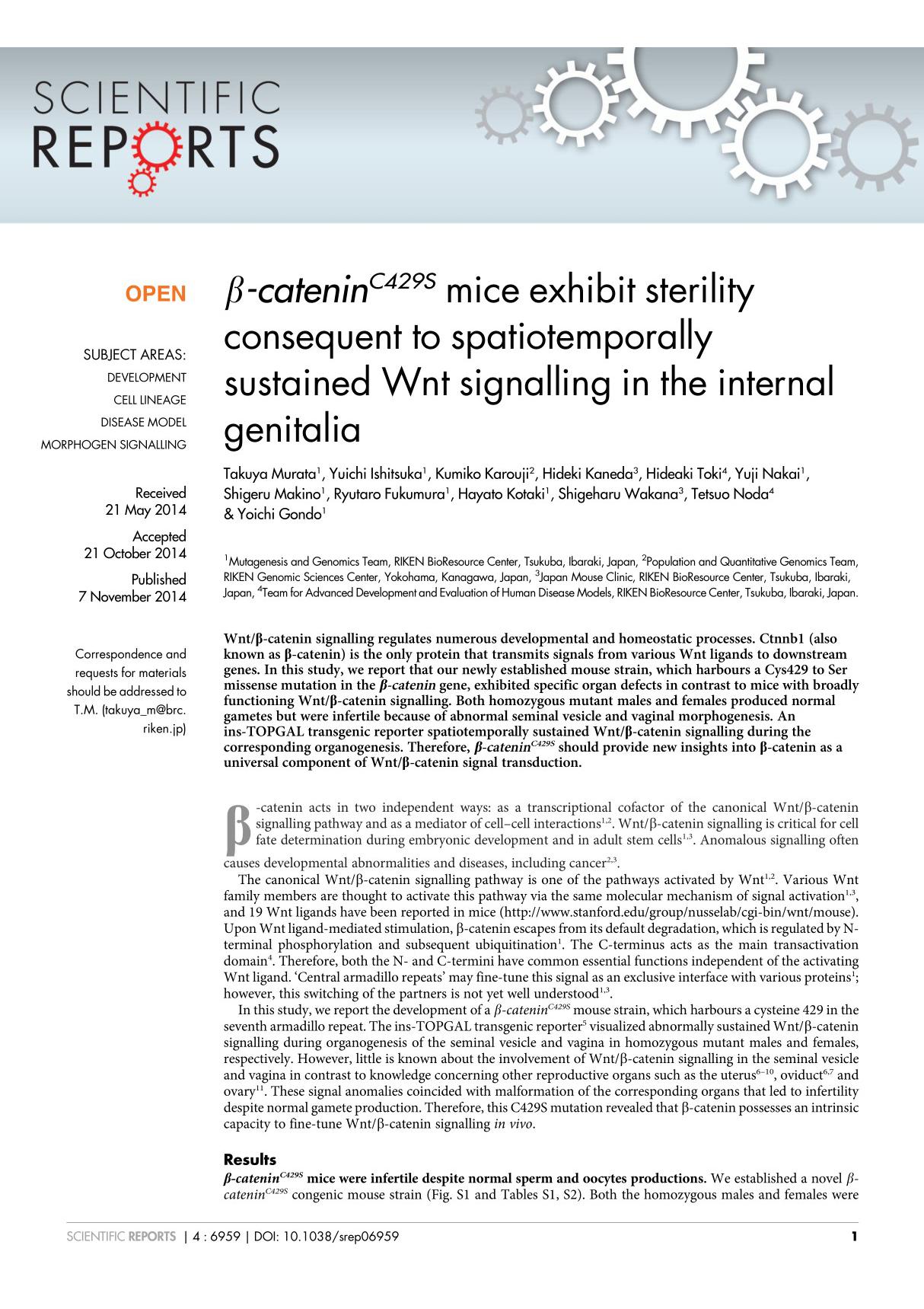 β-cateninC429S mice exhibit sterility consequent to spatiotemporally sustained Wnt signalling in the internal genitalia