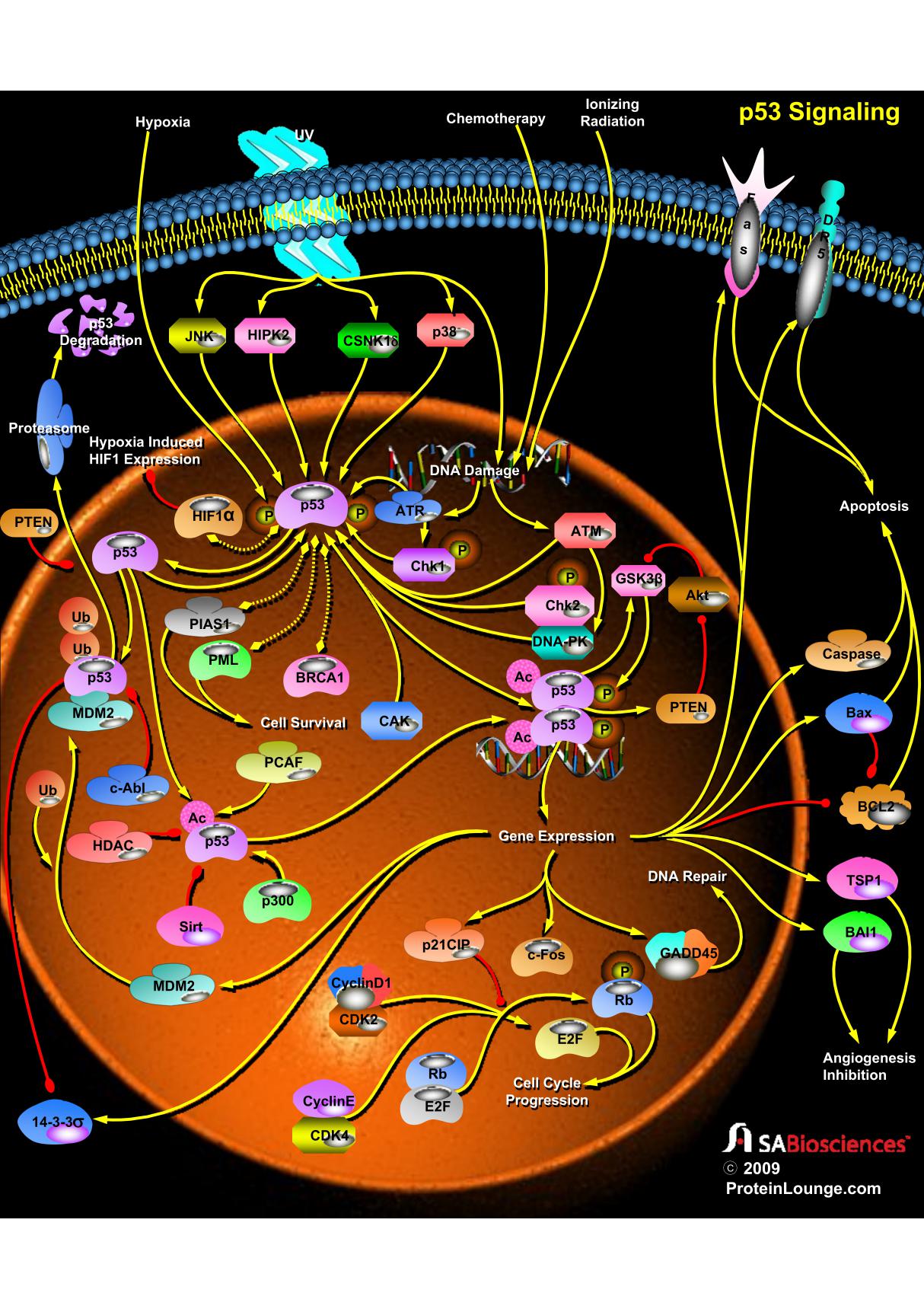 (细胞信号通路)p53_Signaling