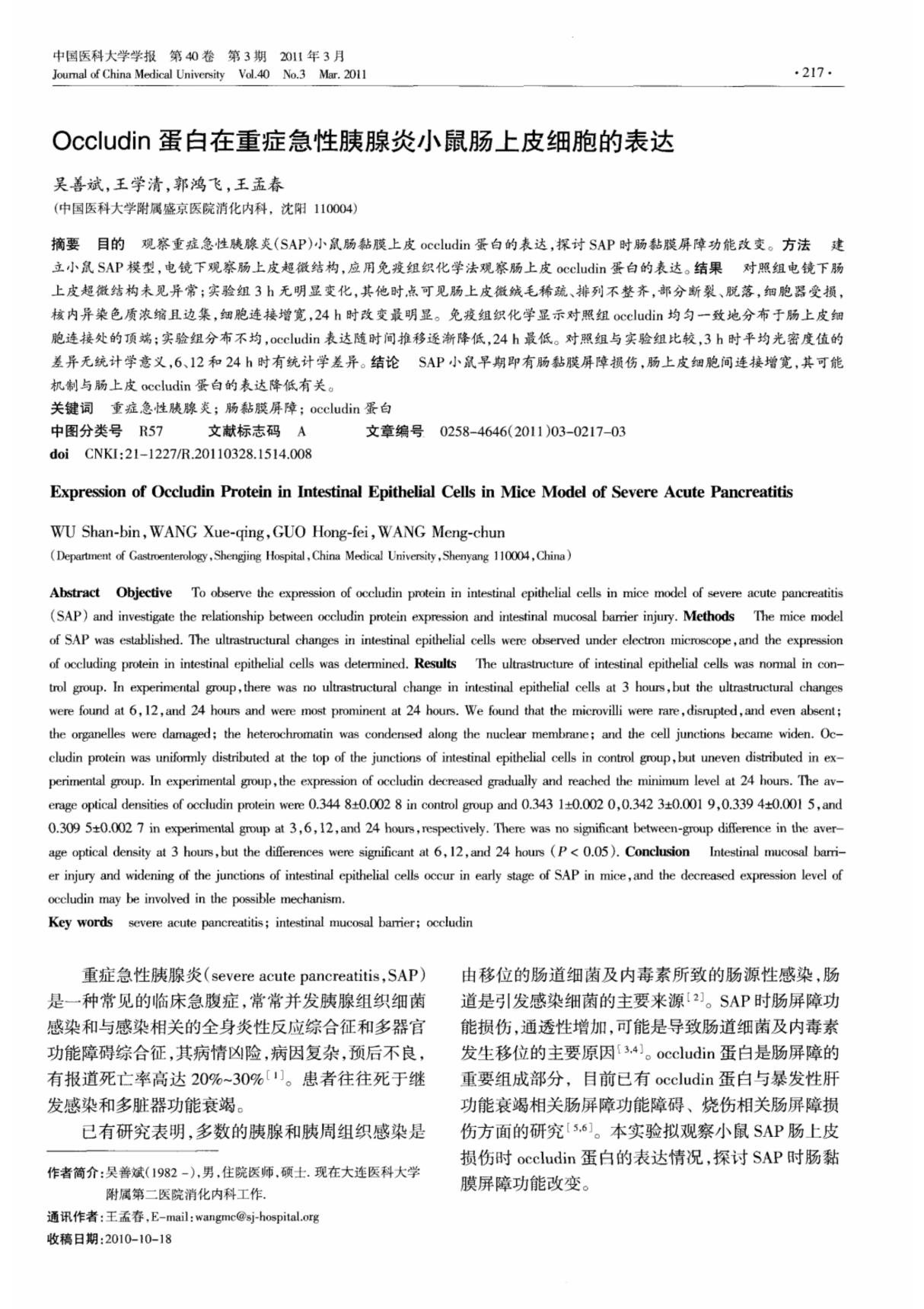 Occludin蛋白在重症急性胰腺炎小鼠肠上皮细胞的表达