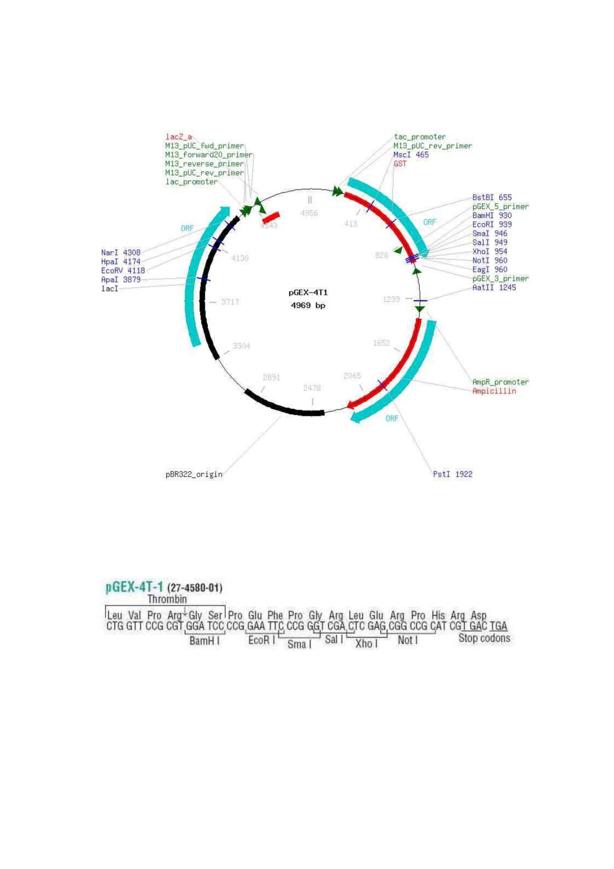 pGEX-4T-1 图谱