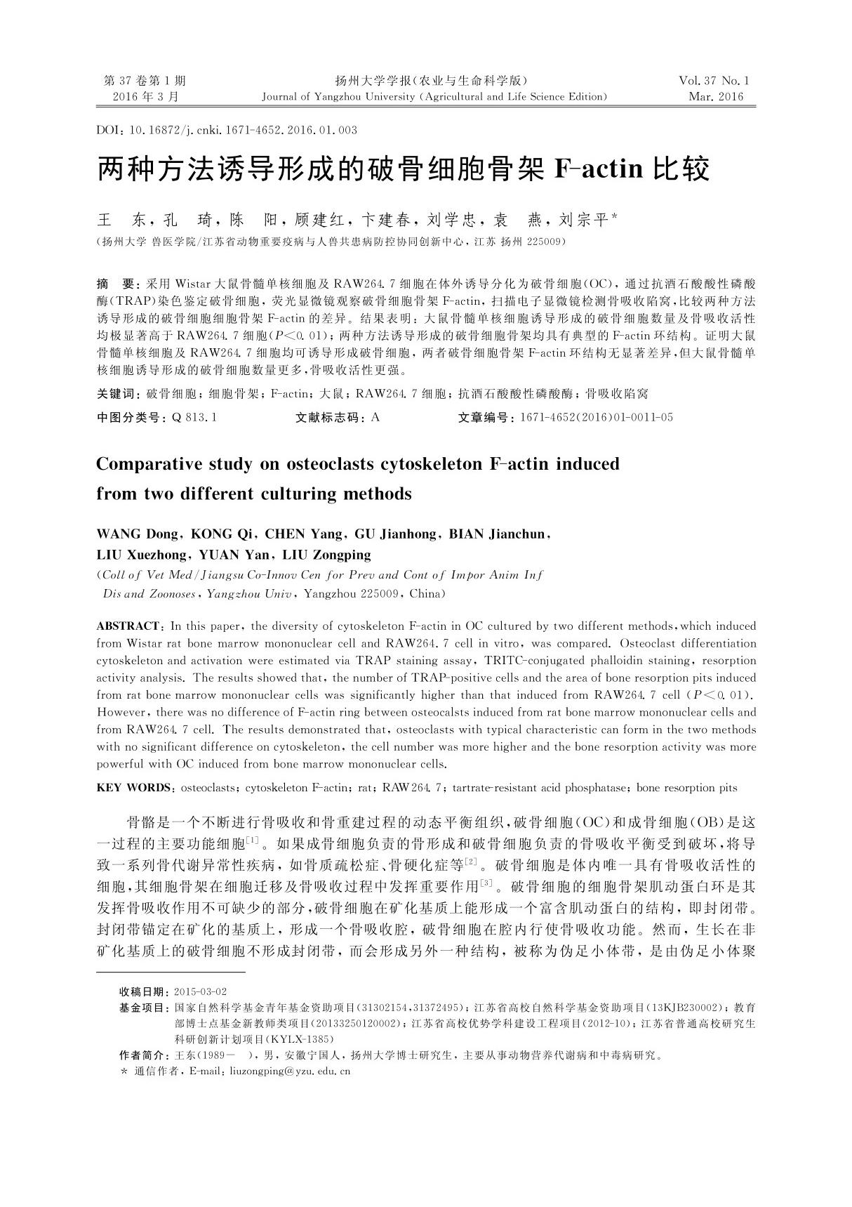 两种方法诱导形成的破骨细胞骨架F-actin比较