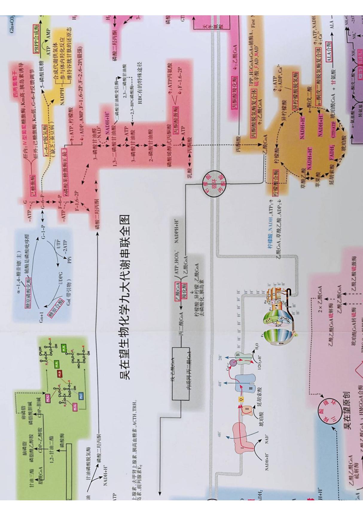 (学习资料)吴在望生化九大代谢图(局解)