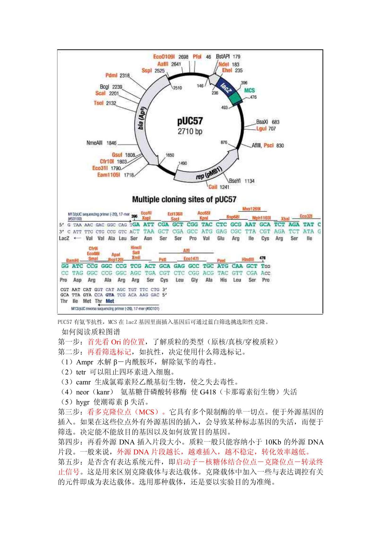 puc57图谱和质粒图谱阅读技巧