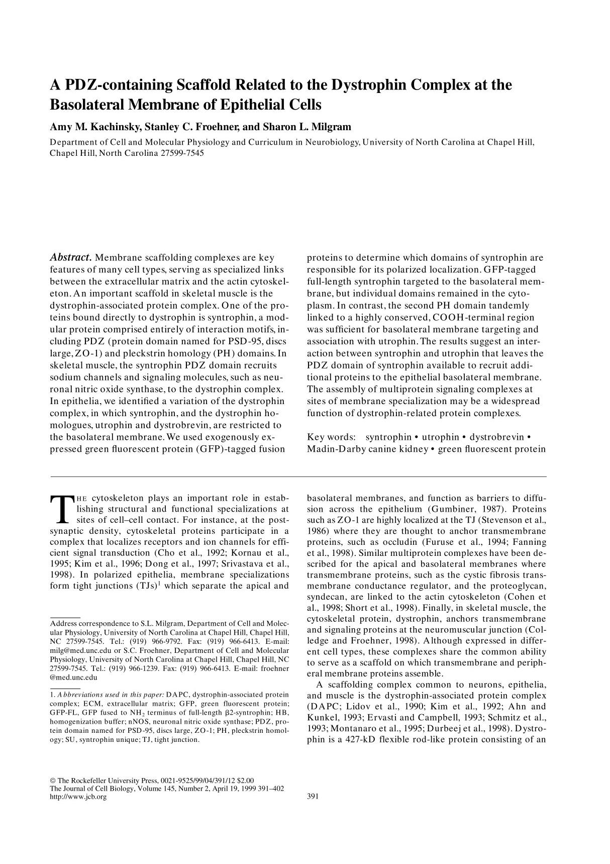 a pdz-containing scaffold related to the dystrophin complex at the basolateral membrane of part epithelial cells