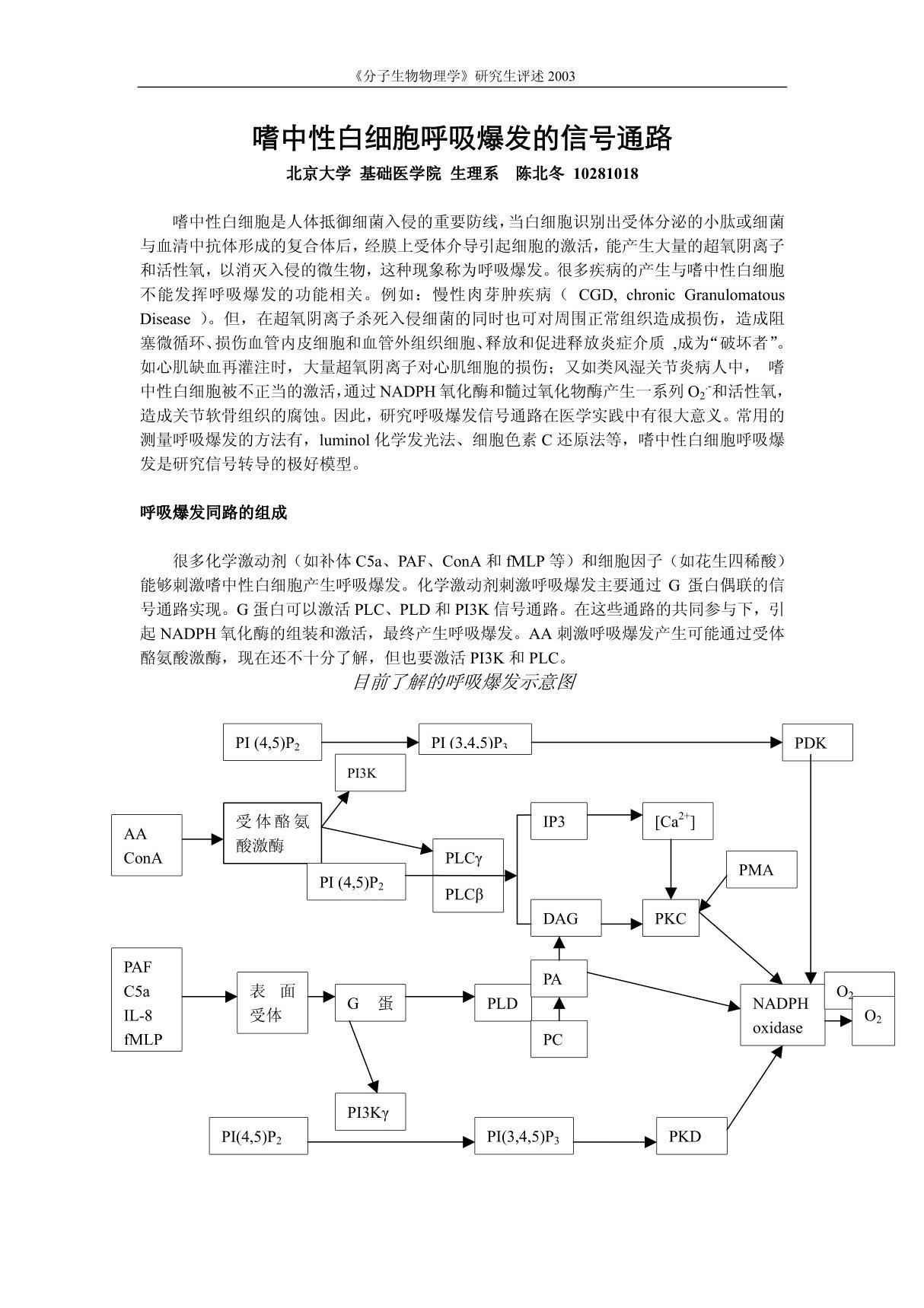 嗜中性白细胞呼吸爆发的信号通路 - 北京大学医学部