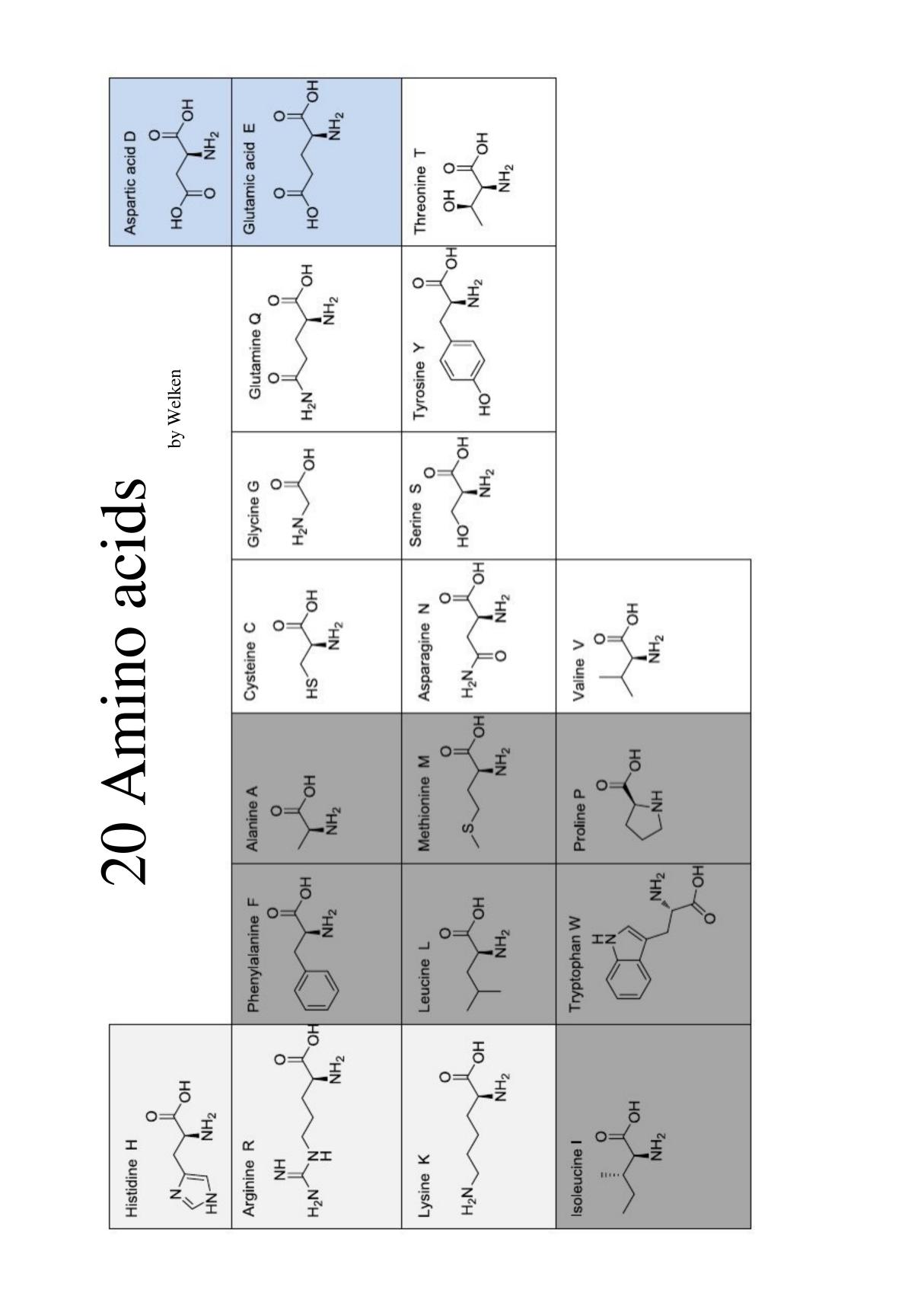 20种天然氨基酸周期表超清版