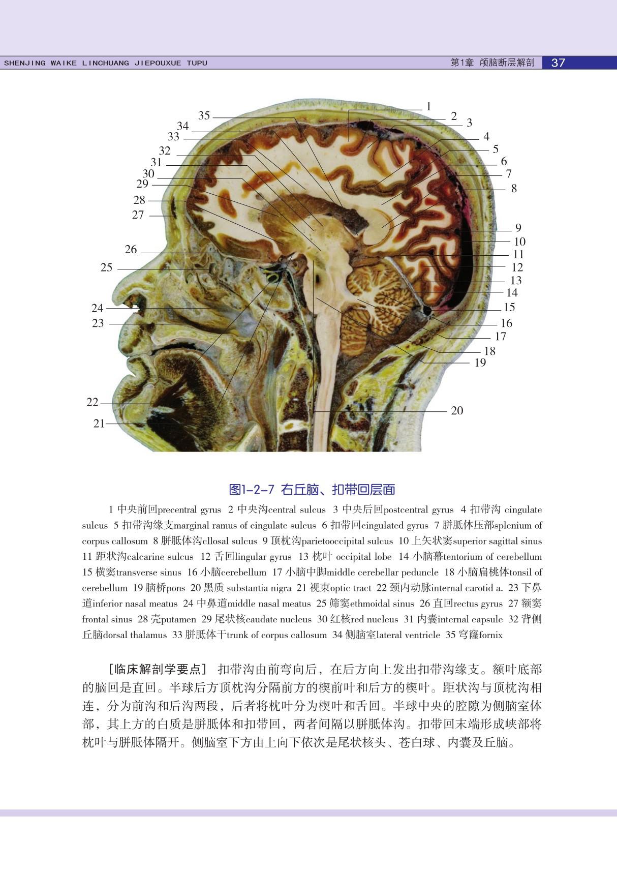 神经外科临床解剖学图谱02