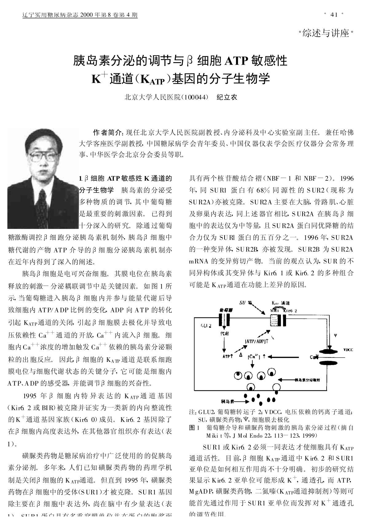 胰岛素分泌的调节与β细胞ATP敏感性K~ 通道(K (ATP)基因的分子生物学