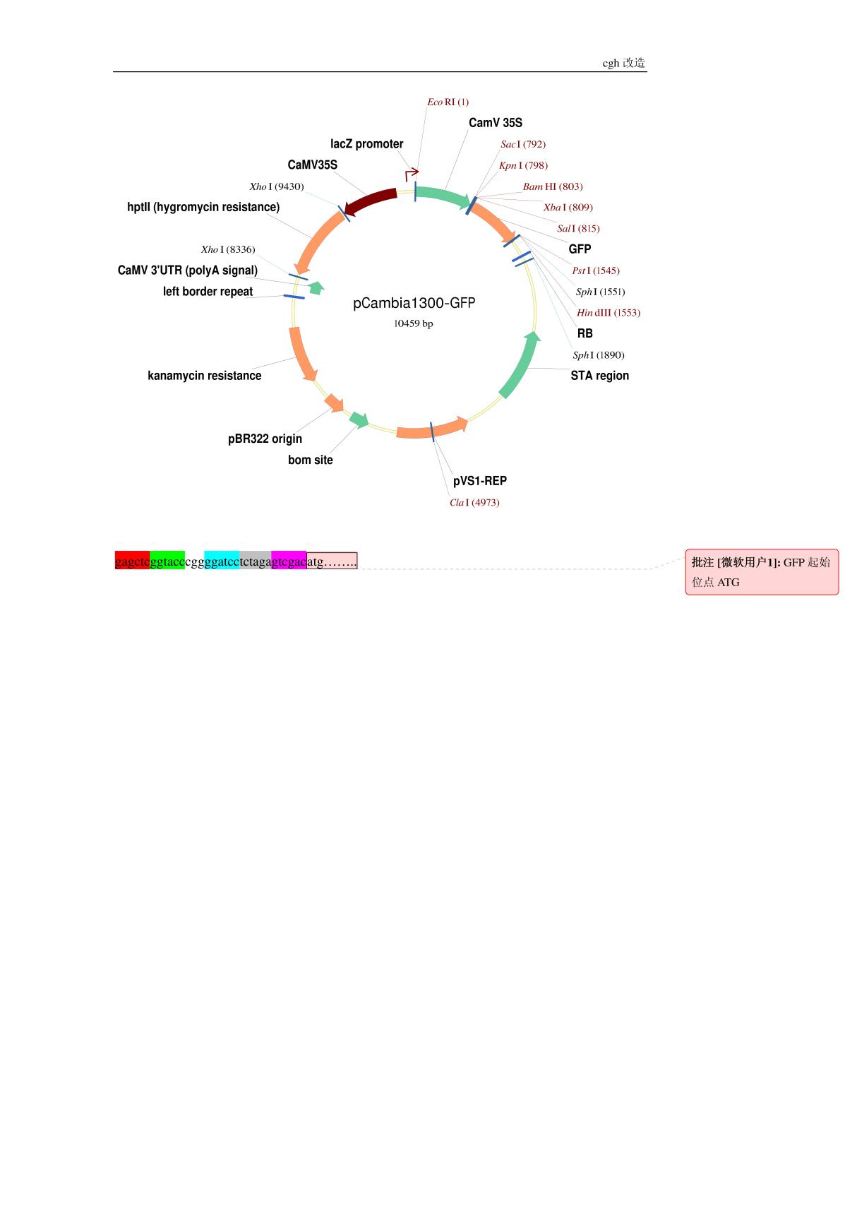 pCambia1300-GFP