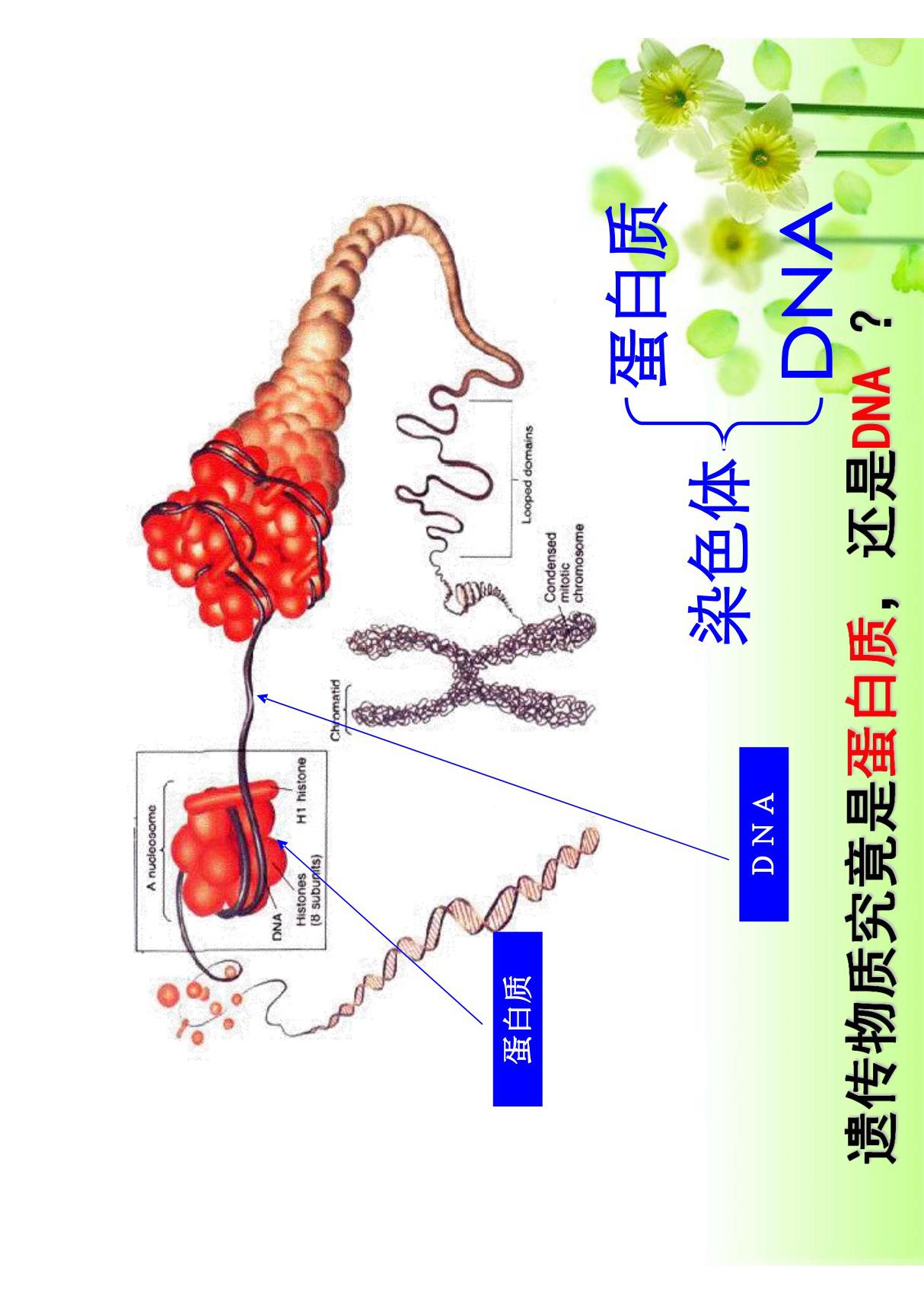 肺炎双球菌的转化实验