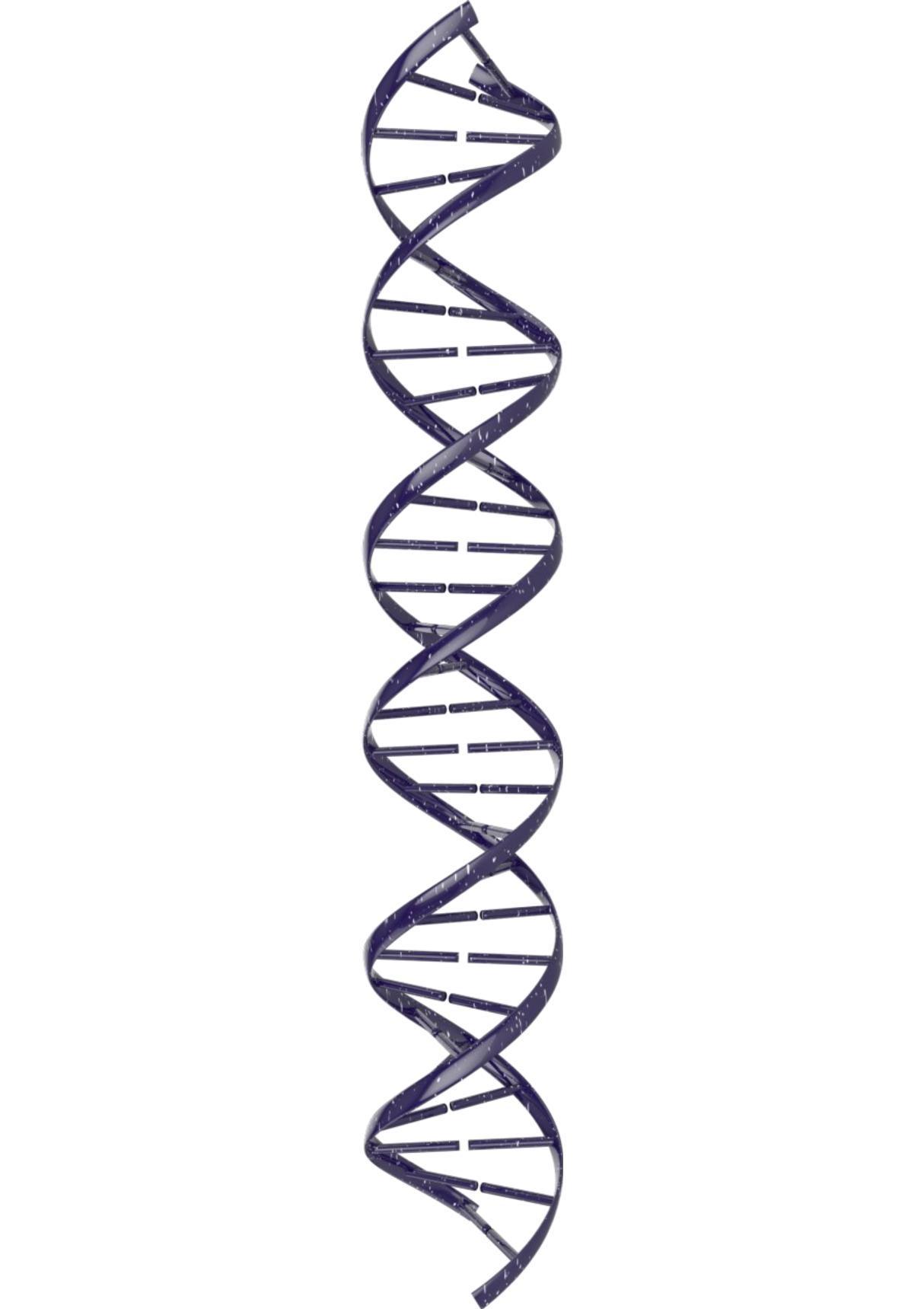 DNA双螺旋结构图高清插图 - DNA16