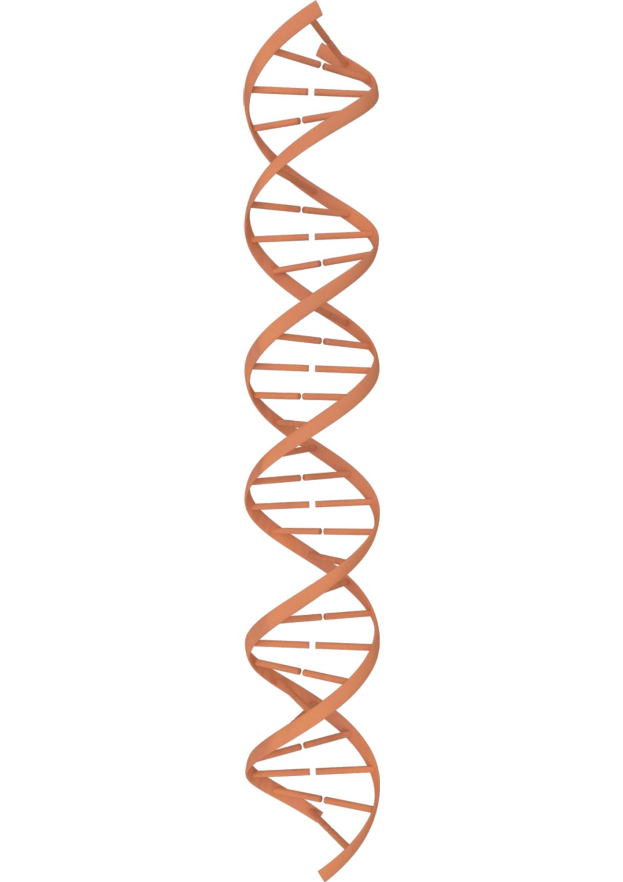 DNA双螺旋结构图高清插图 - DNA22