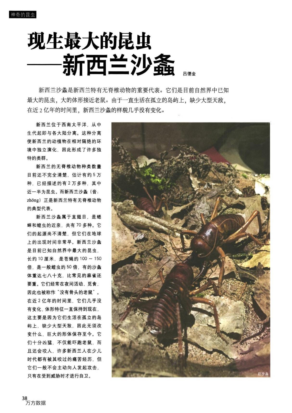 现生最大的昆虫新西兰沙螽