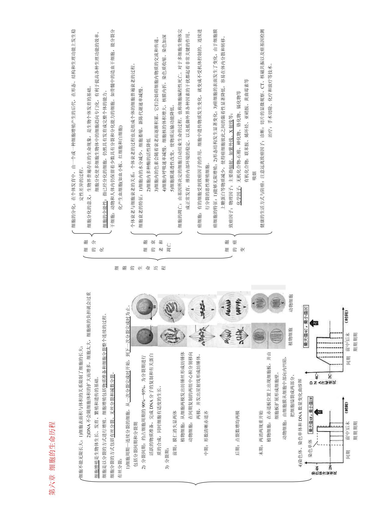 高中生物 《第六章 细胞的生命历程》知识框架(新人教版必修1)-文档资料