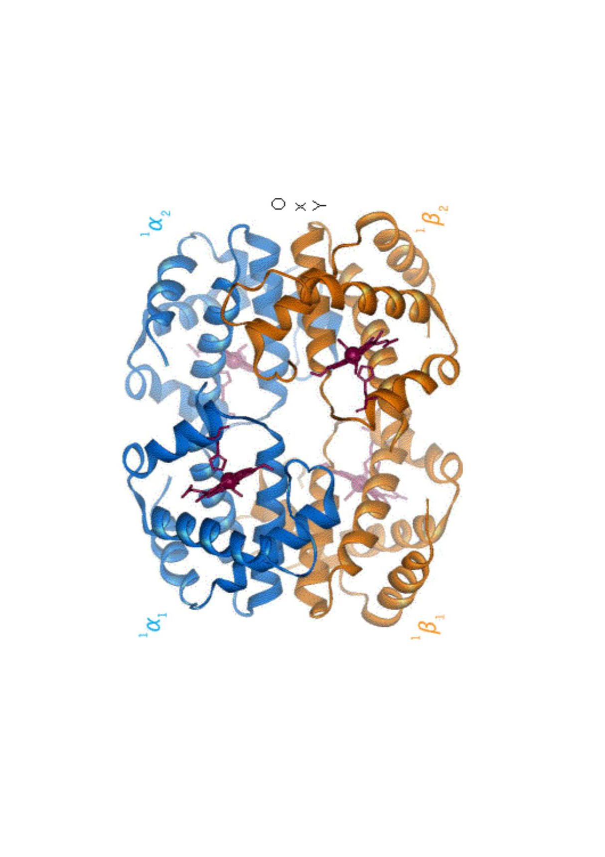 41波尔效应(Bohr Effect)