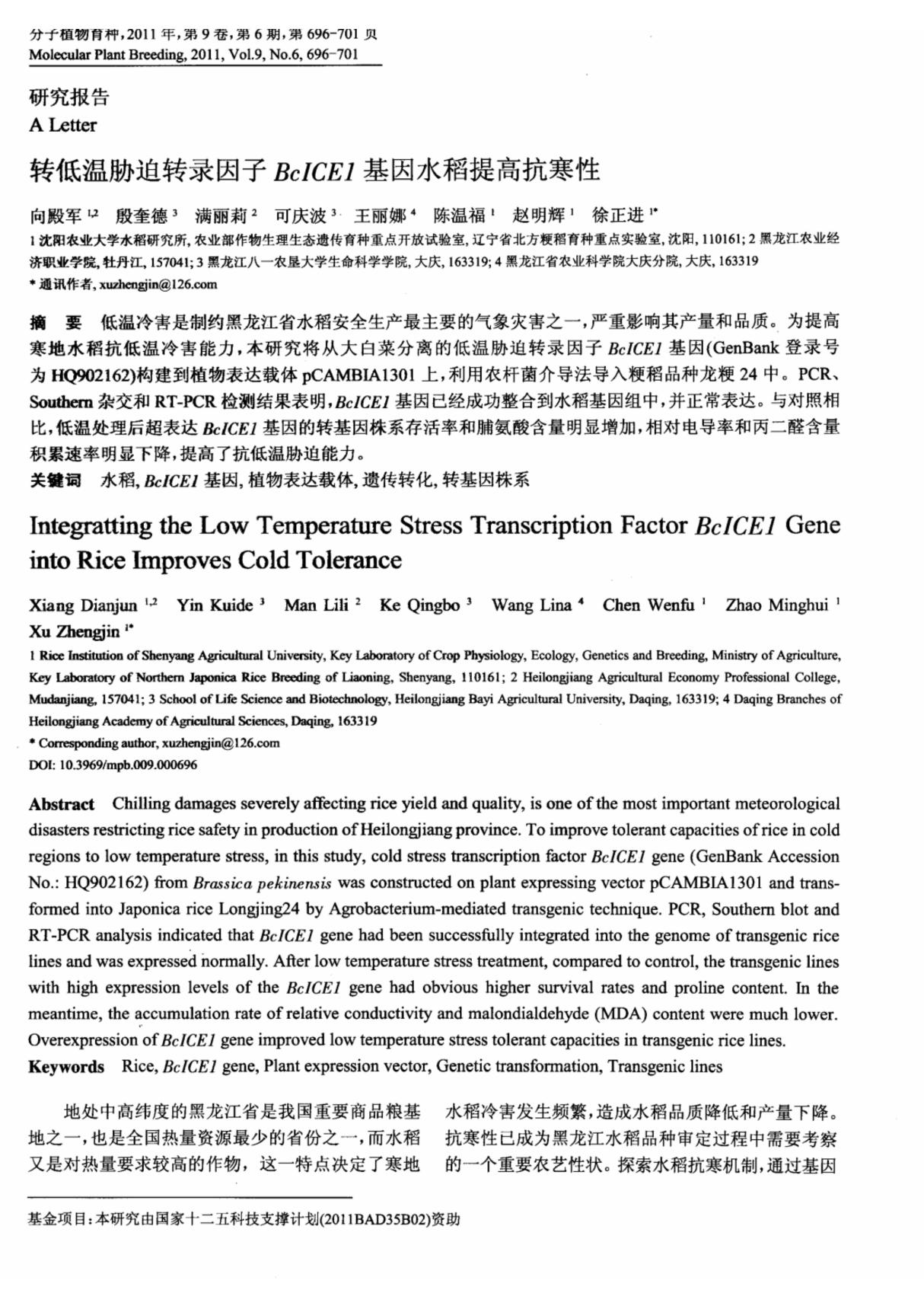 转低温胁迫转录因子BcICE1基因水稻提高抗寒性