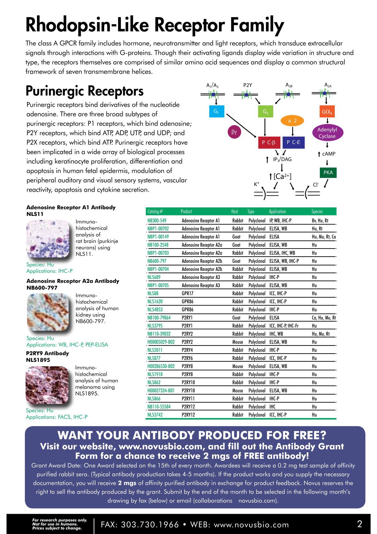 Rhodopsin-Like Receptor Family - Novus Biologicals