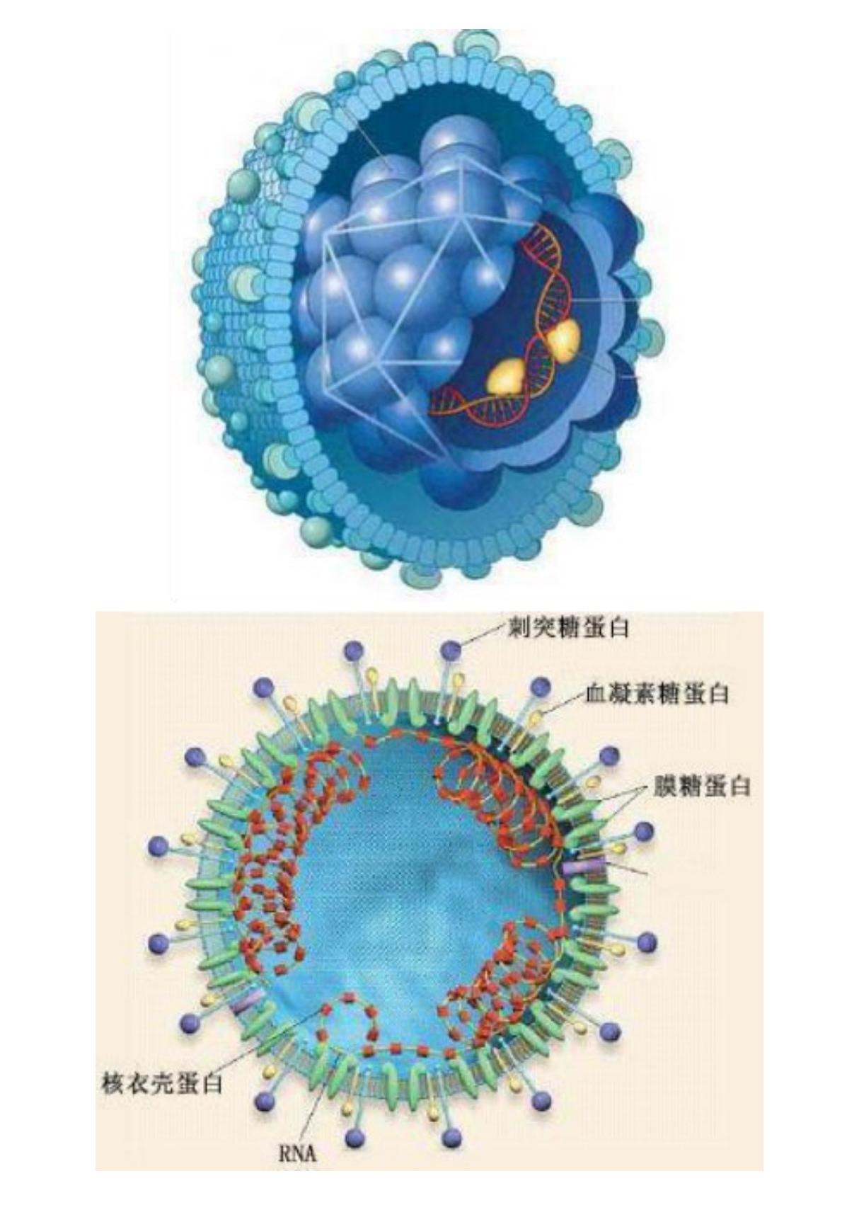 新型冠状病毒儿童绘本(直接打印)