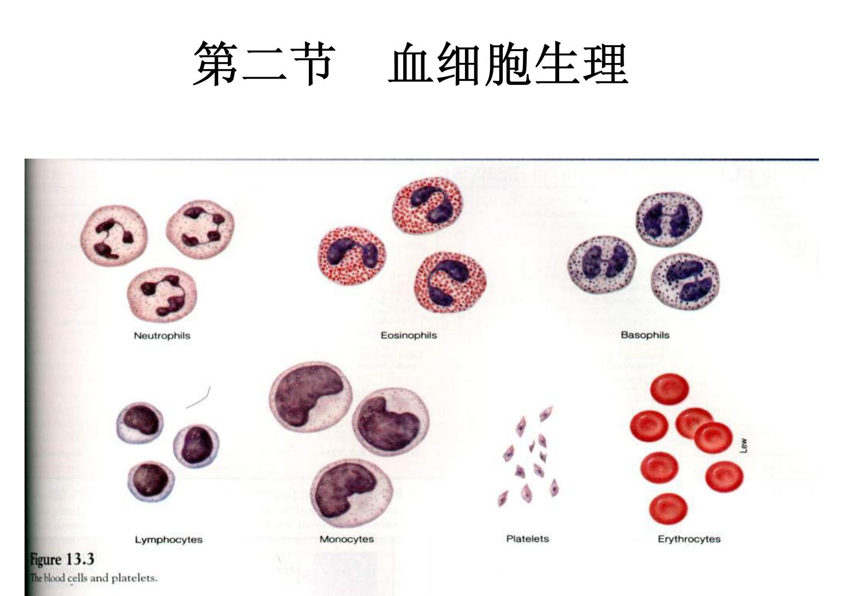 (基础医学)第五章血液--第二节1