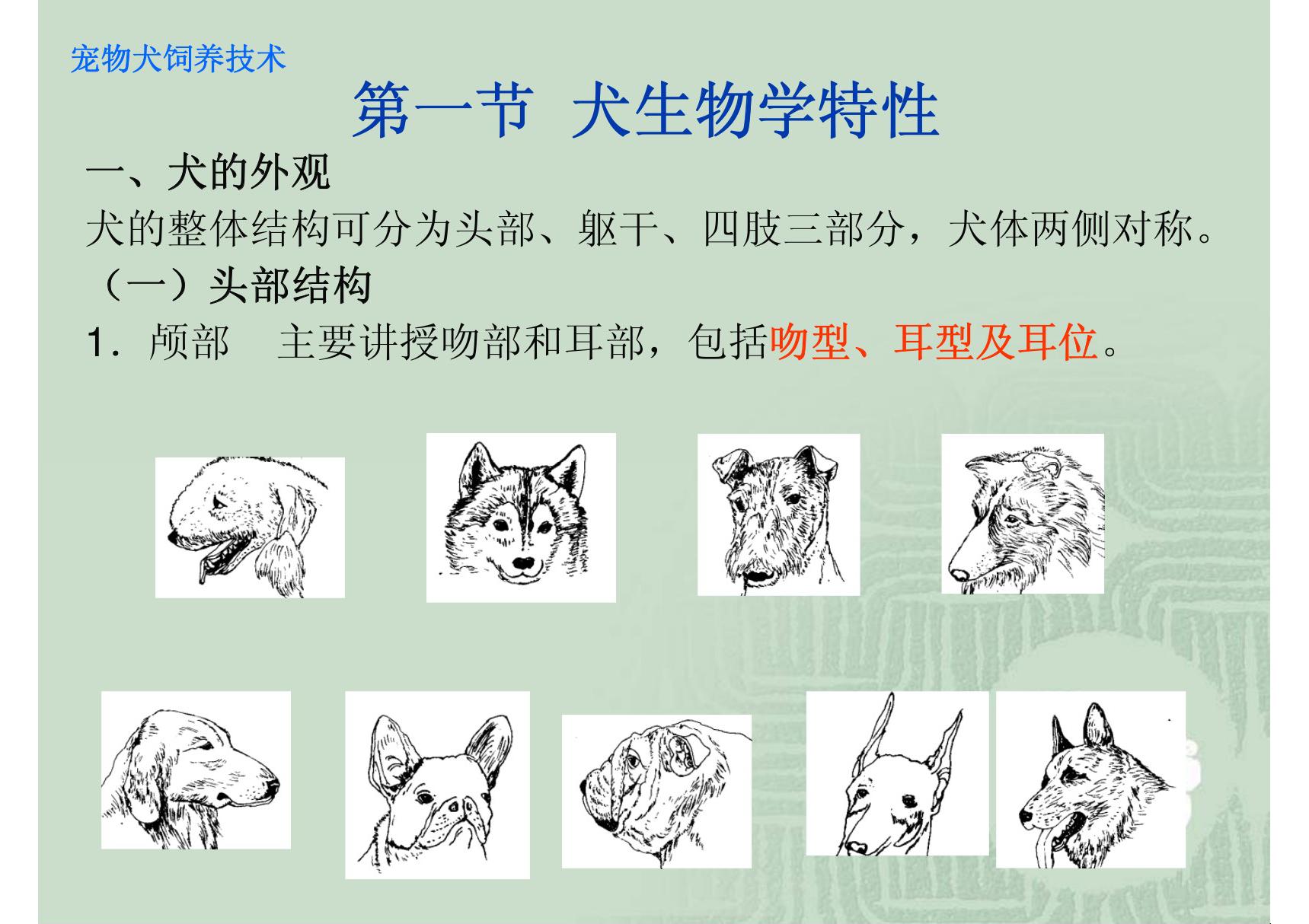 第1章  宠物犬饲养技术