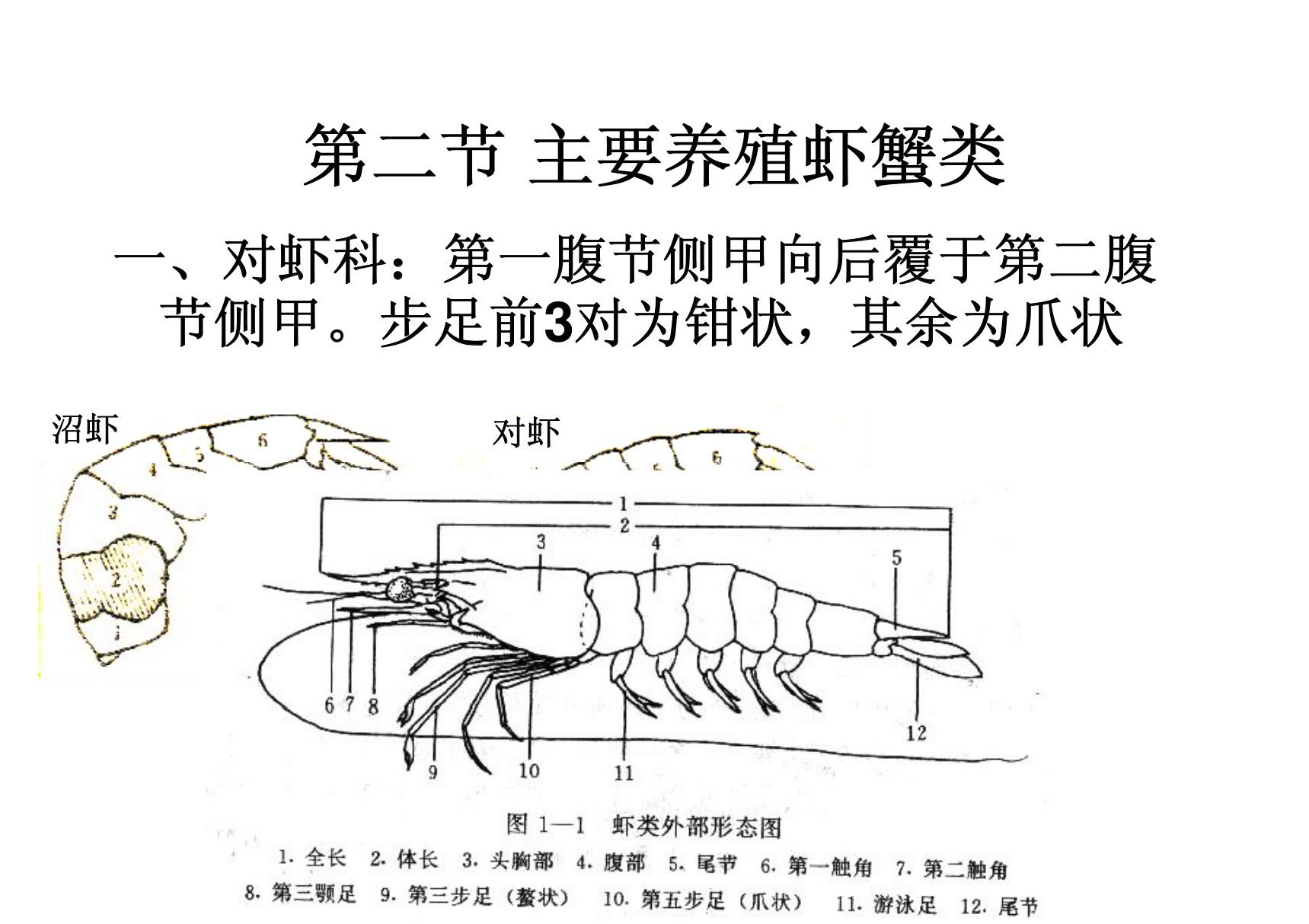 第二 主要养殖虾蟹类