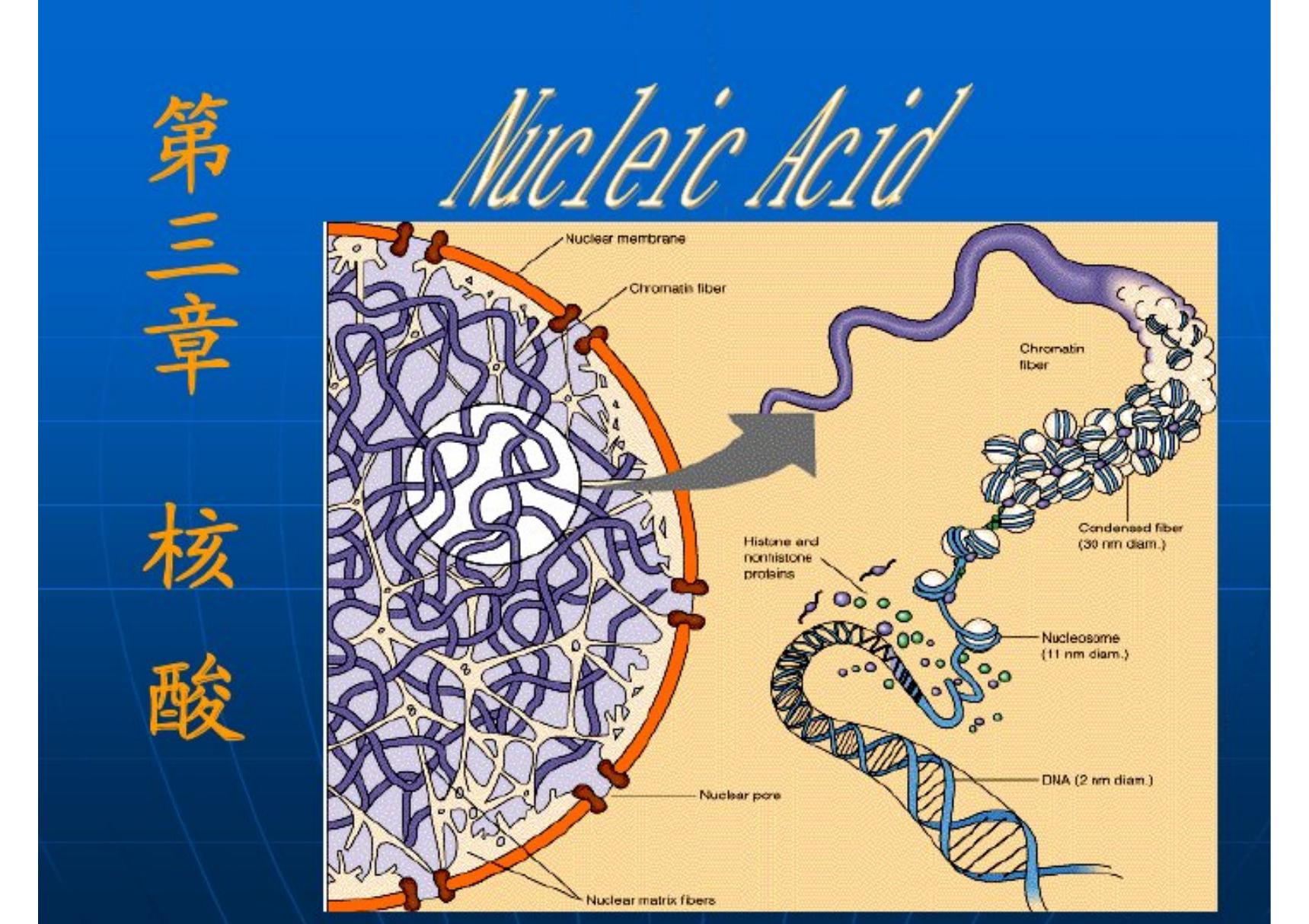 (生物学)第二章 核酸