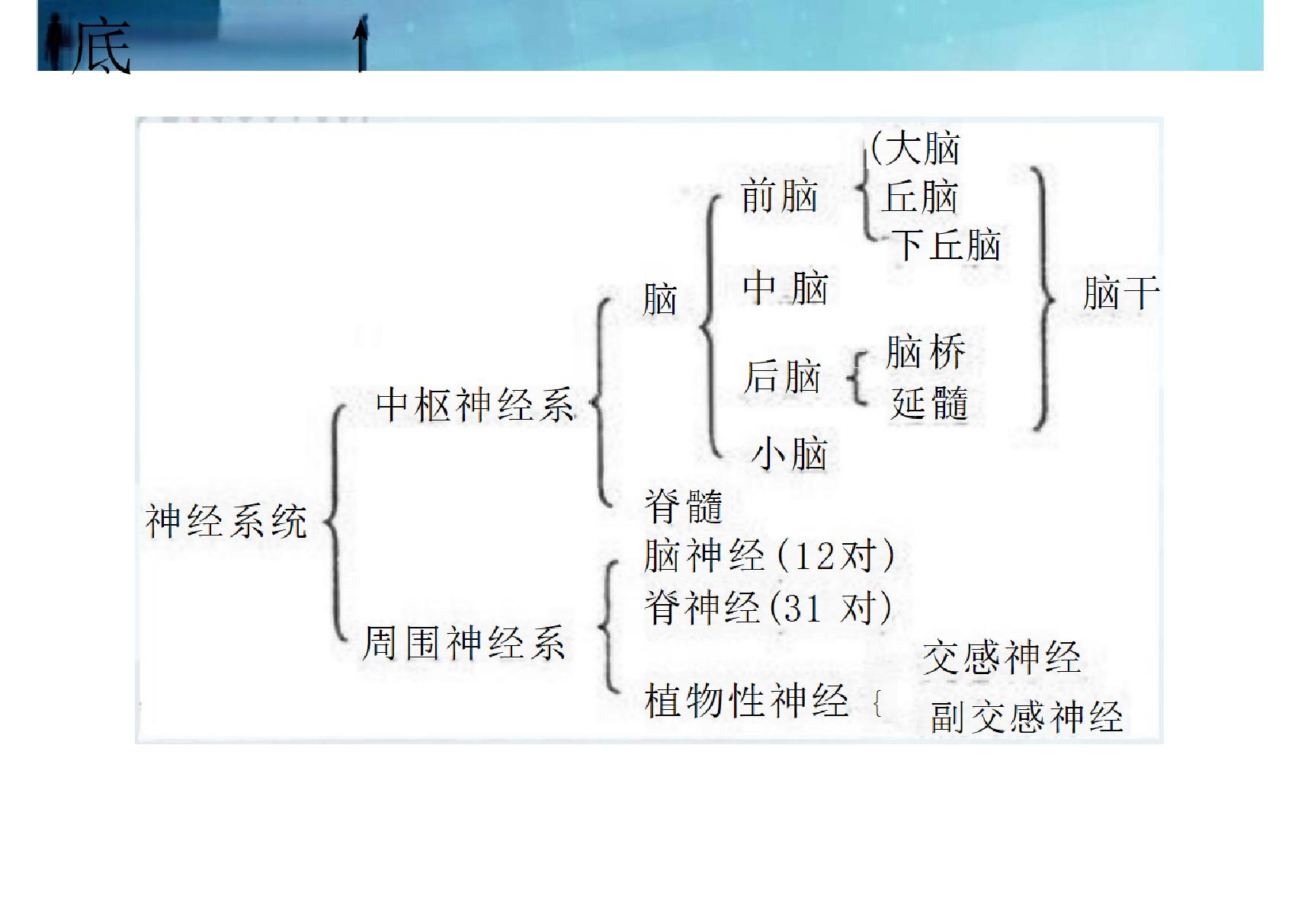 多发性硬化的护理(精品PPT)