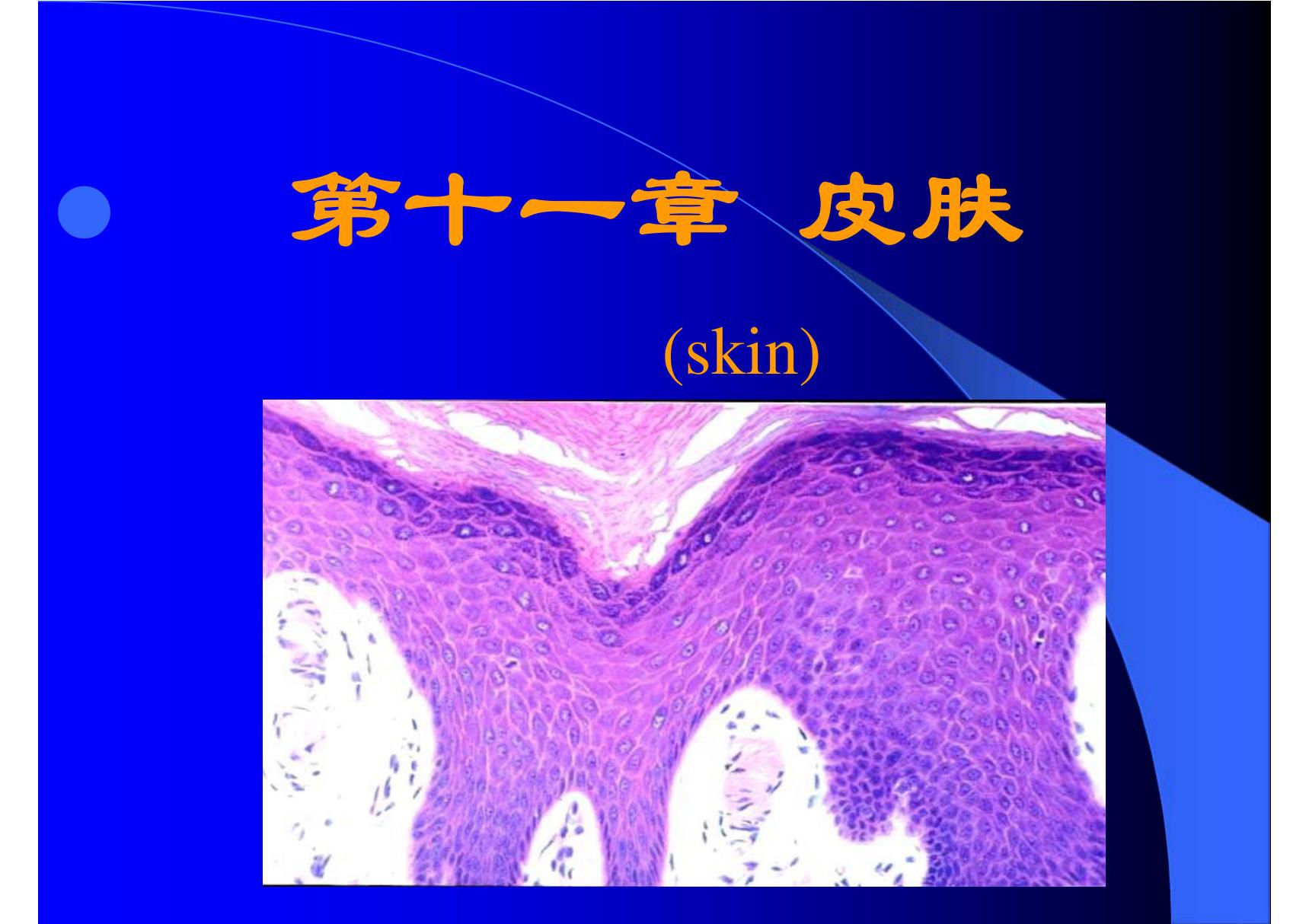 (基础医学)第十一章 皮肤