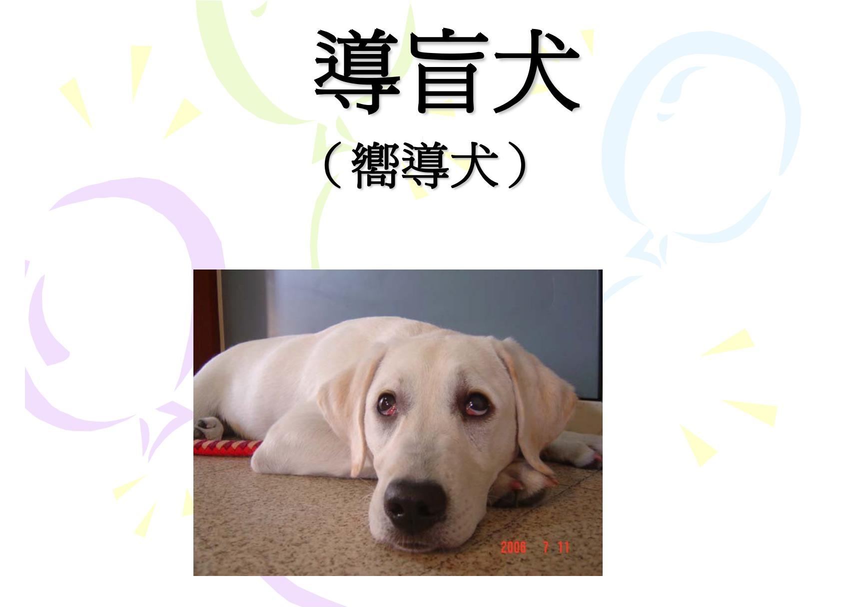 导盲犬(精品-PPT)